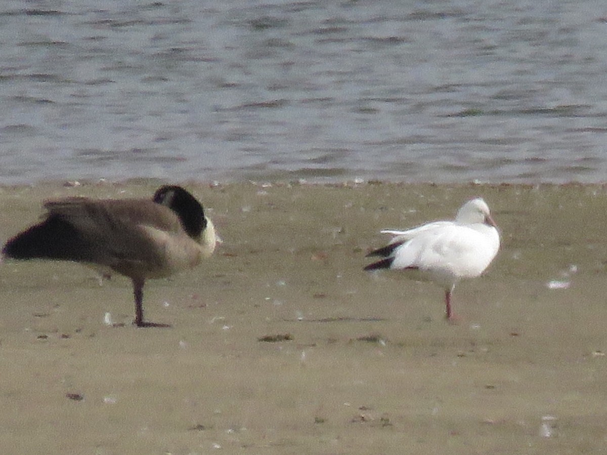 Ross's Goose - ML38610661