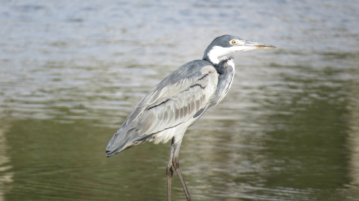 Black-headed Heron - ML386108061