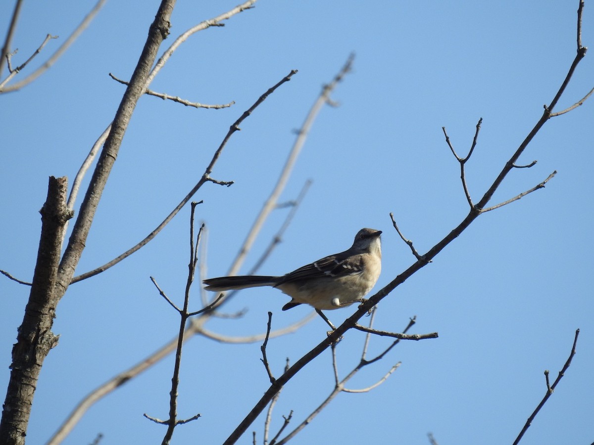 Northern Mockingbird - ML386109911