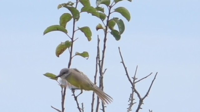 Tropical Kingbird - ML386111241