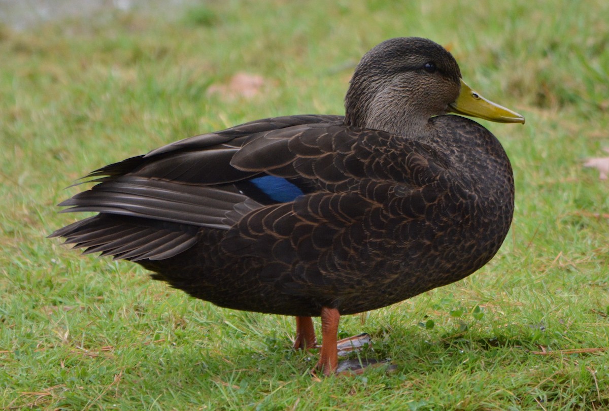 American Black Duck - ML38611141