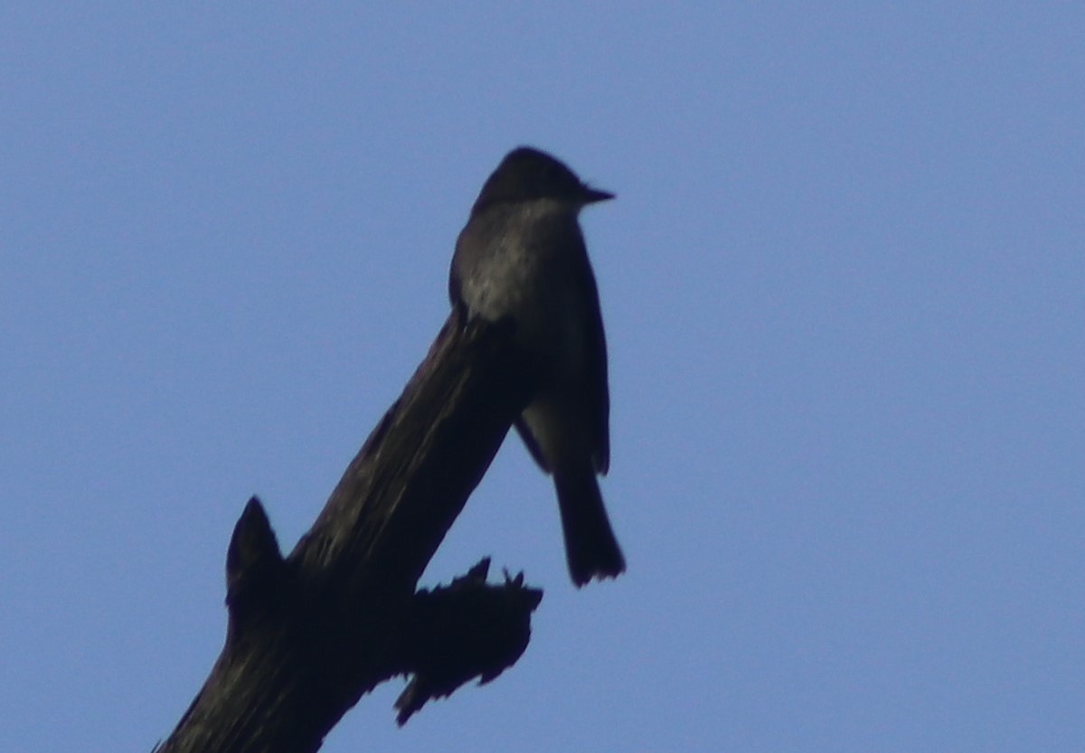 Eastern Wood-Pewee - ML38611391