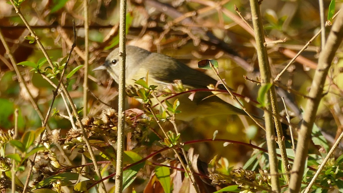 Orange-crowned Warbler - ML386114141