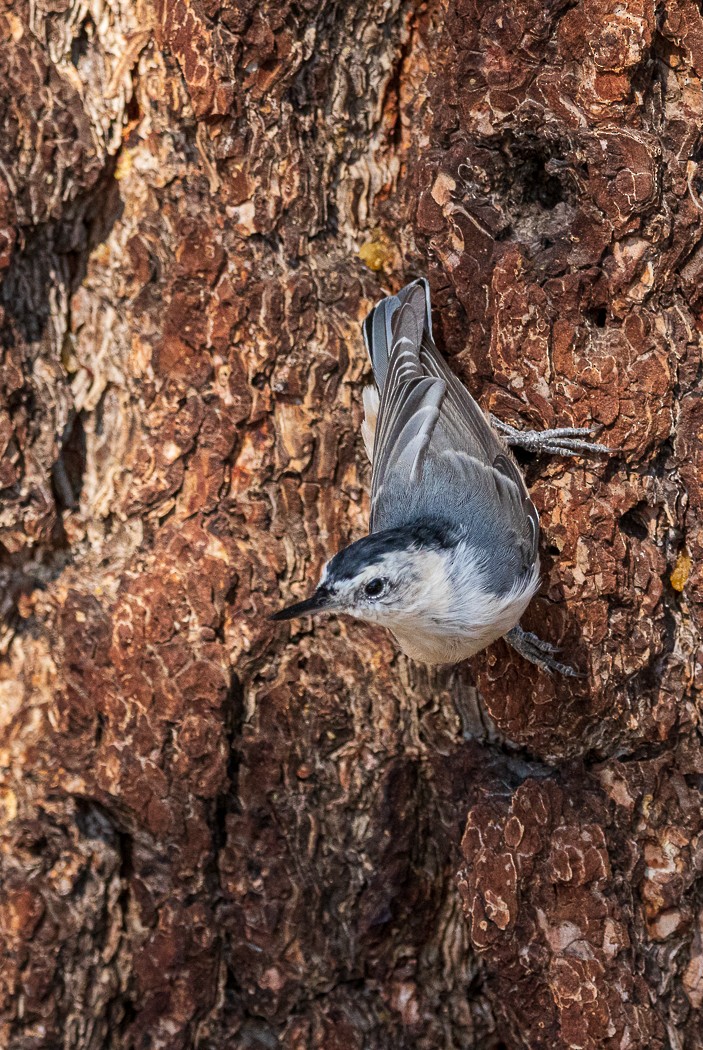 White-breasted Nuthatch - ML386114151