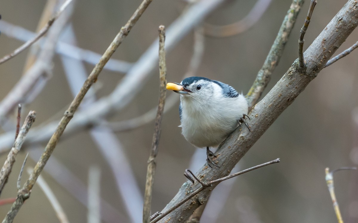 White-breasted Nuthatch - ML38611441