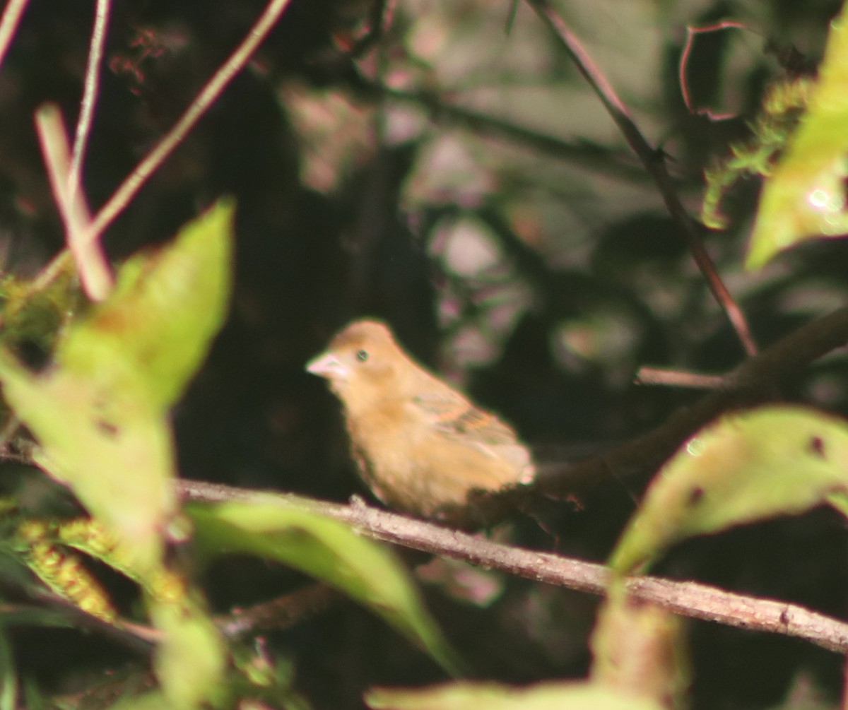 Blue Grosbeak - ML38611451