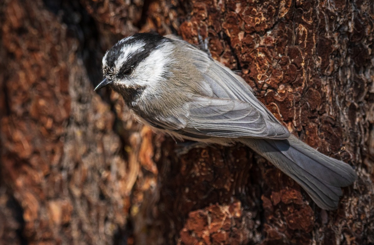 Mountain Chickadee - John Keator