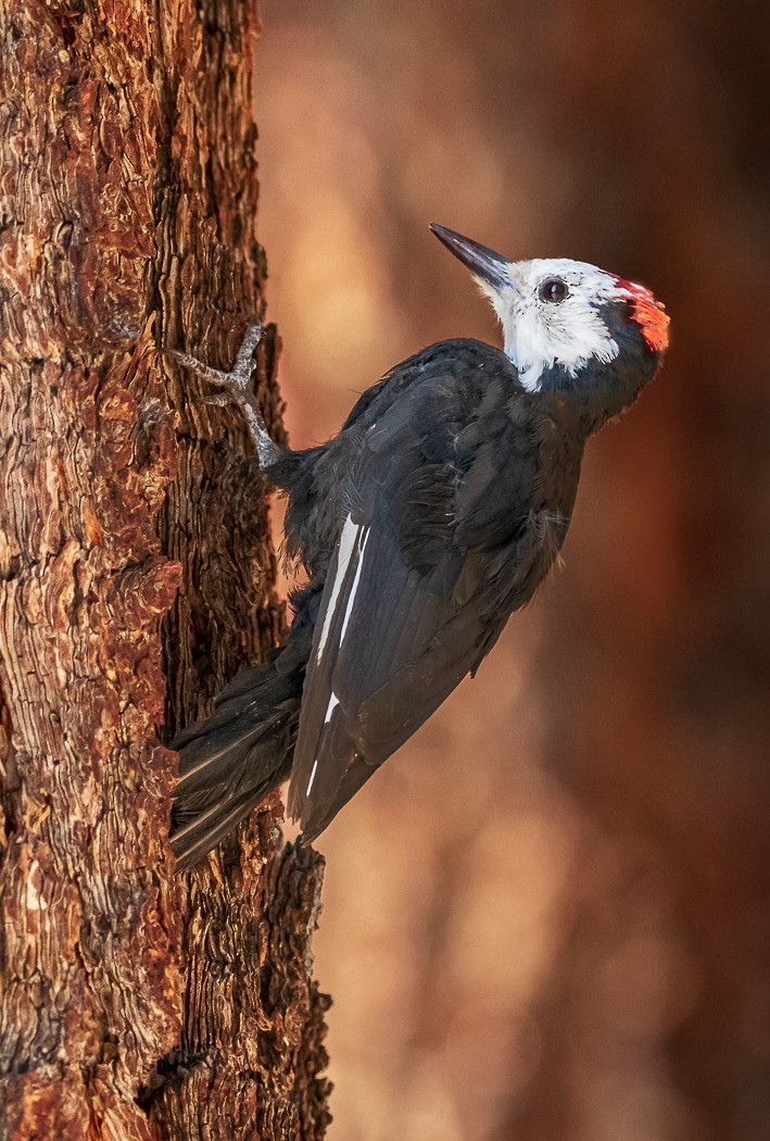 White-headed Woodpecker - ML386114761