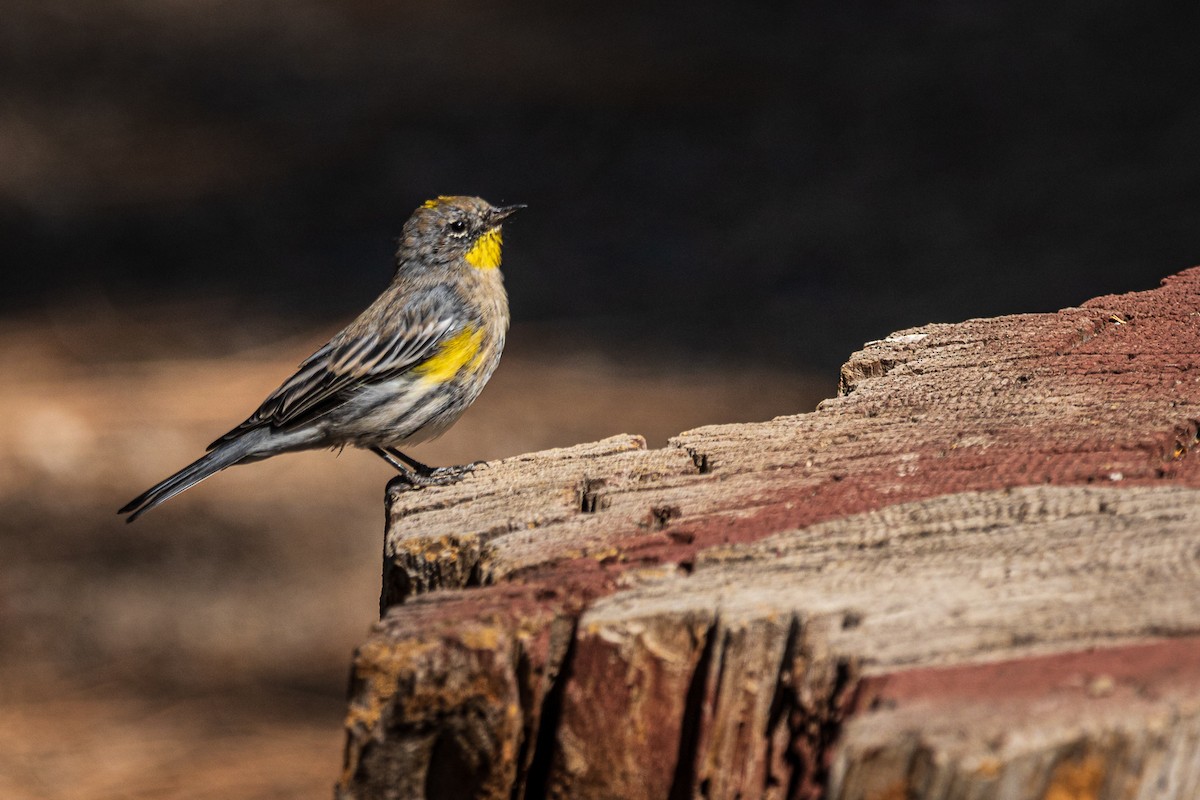 Yellow-rumped Warbler - ML386115041