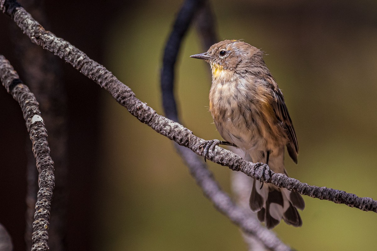 Yellow-rumped Warbler - ML386115051