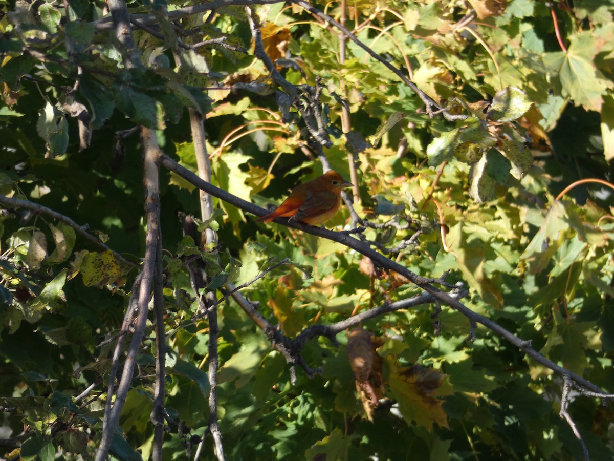 Summer Tanager - ML386115561