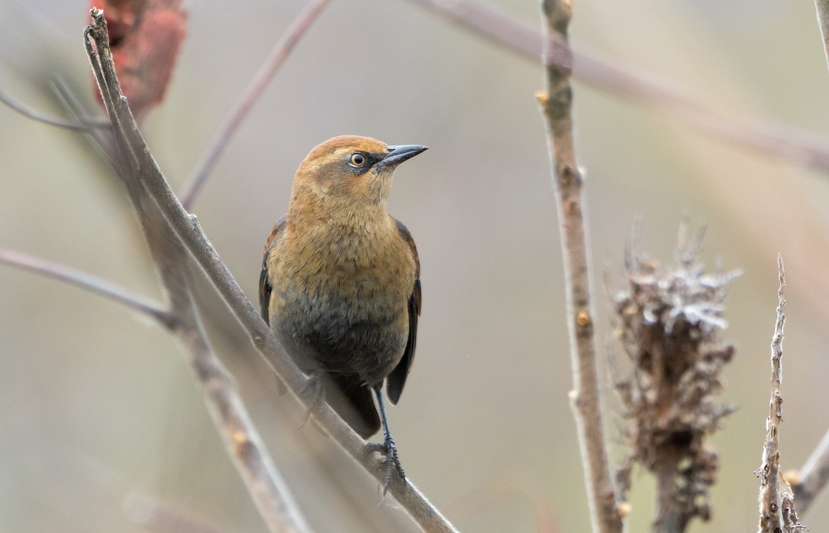 Rusty Blackbird - ML38611681