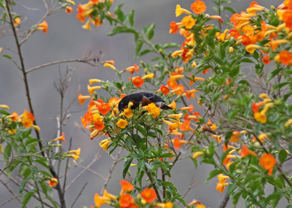 Black-throated Flowerpiercer - Noreen Baker