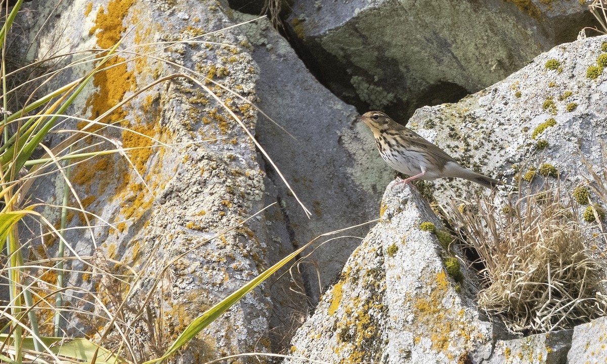 Olive-backed Pipit - ML386119141