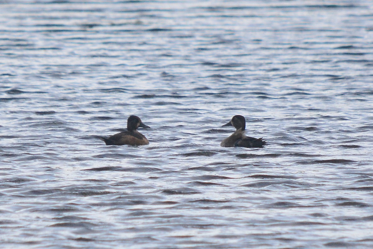 Кольчатая чернеть - ML386120711