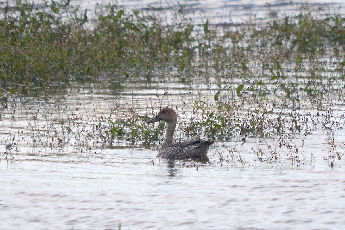 Шилохвость - ML386121301