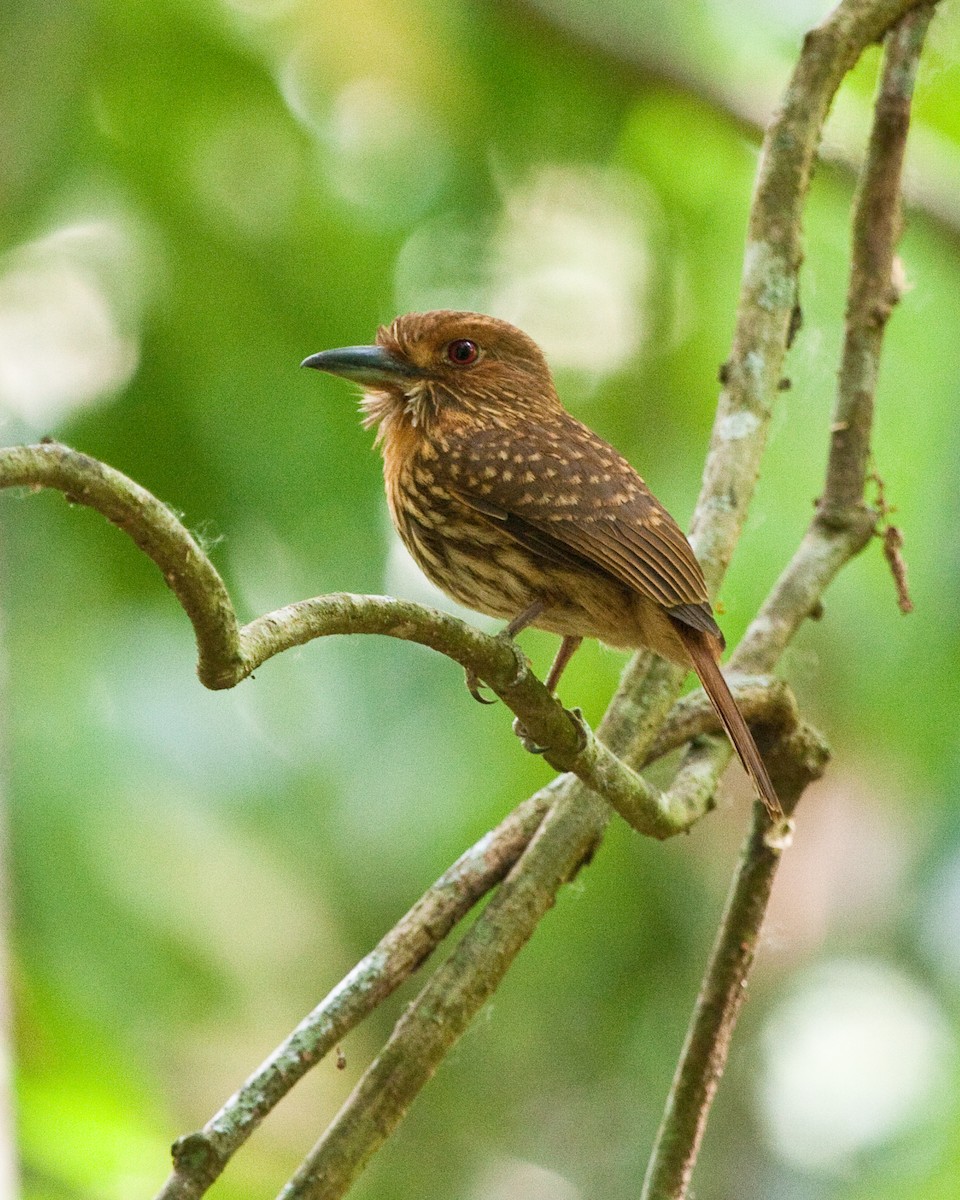 White-whiskered Puffbird - Brian Healy