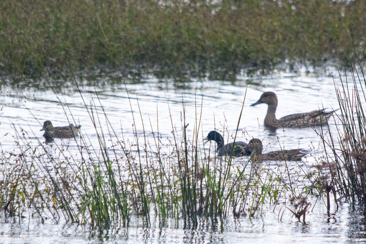 Чирок-свистунок - ML386122091