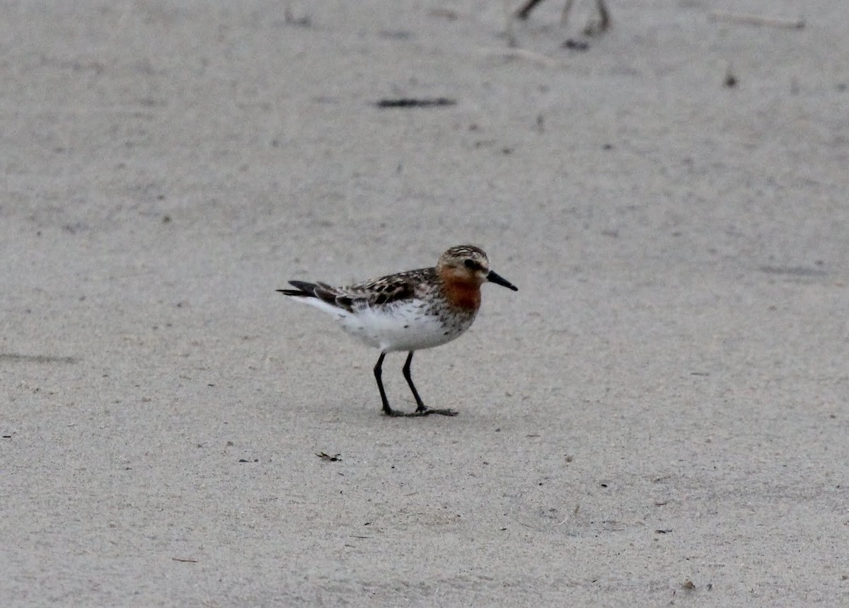 Red-necked Stint - Jason Crotty