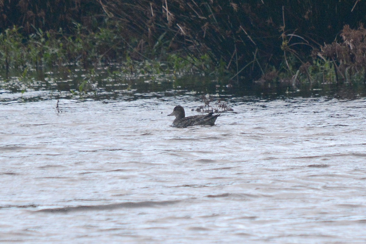 Чирок-свистунок - ML386122991