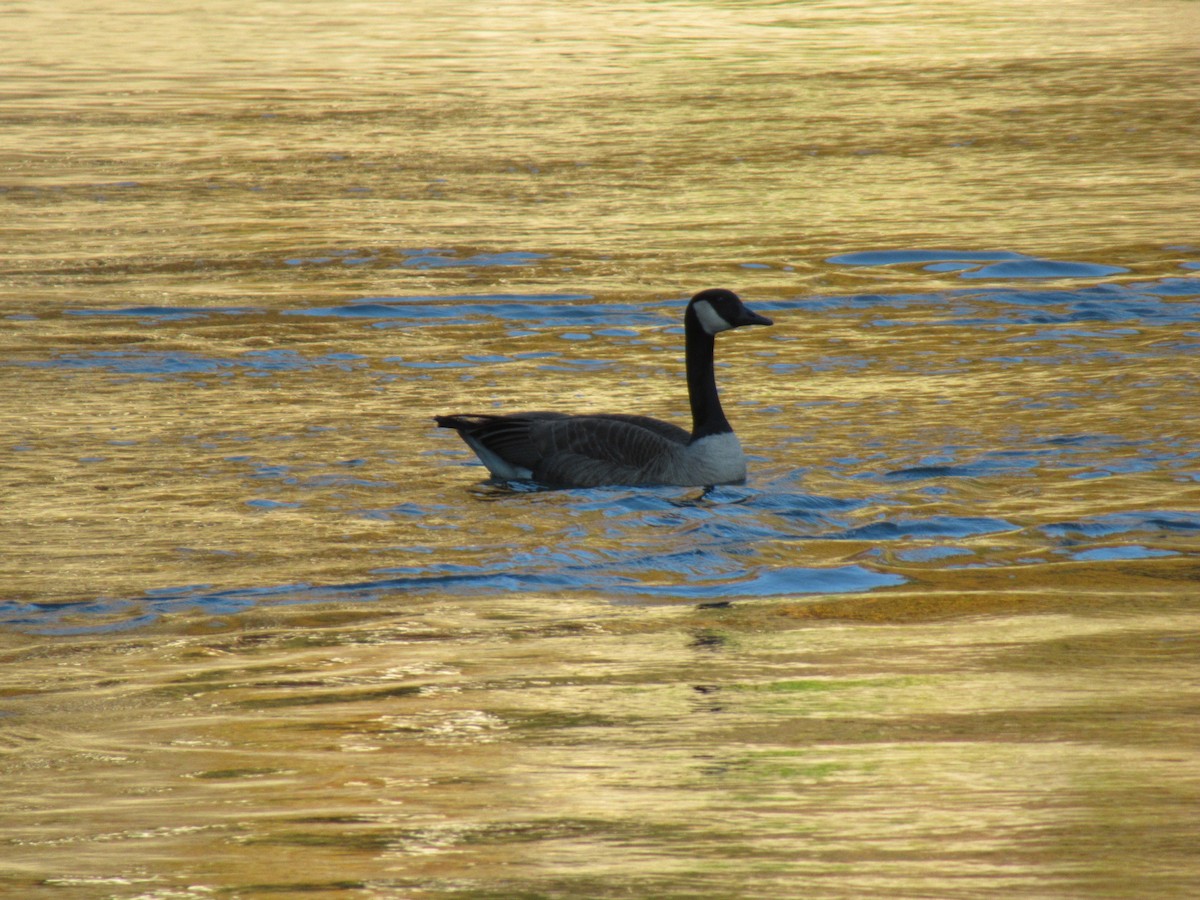 Canada Goose - Adam Chambers