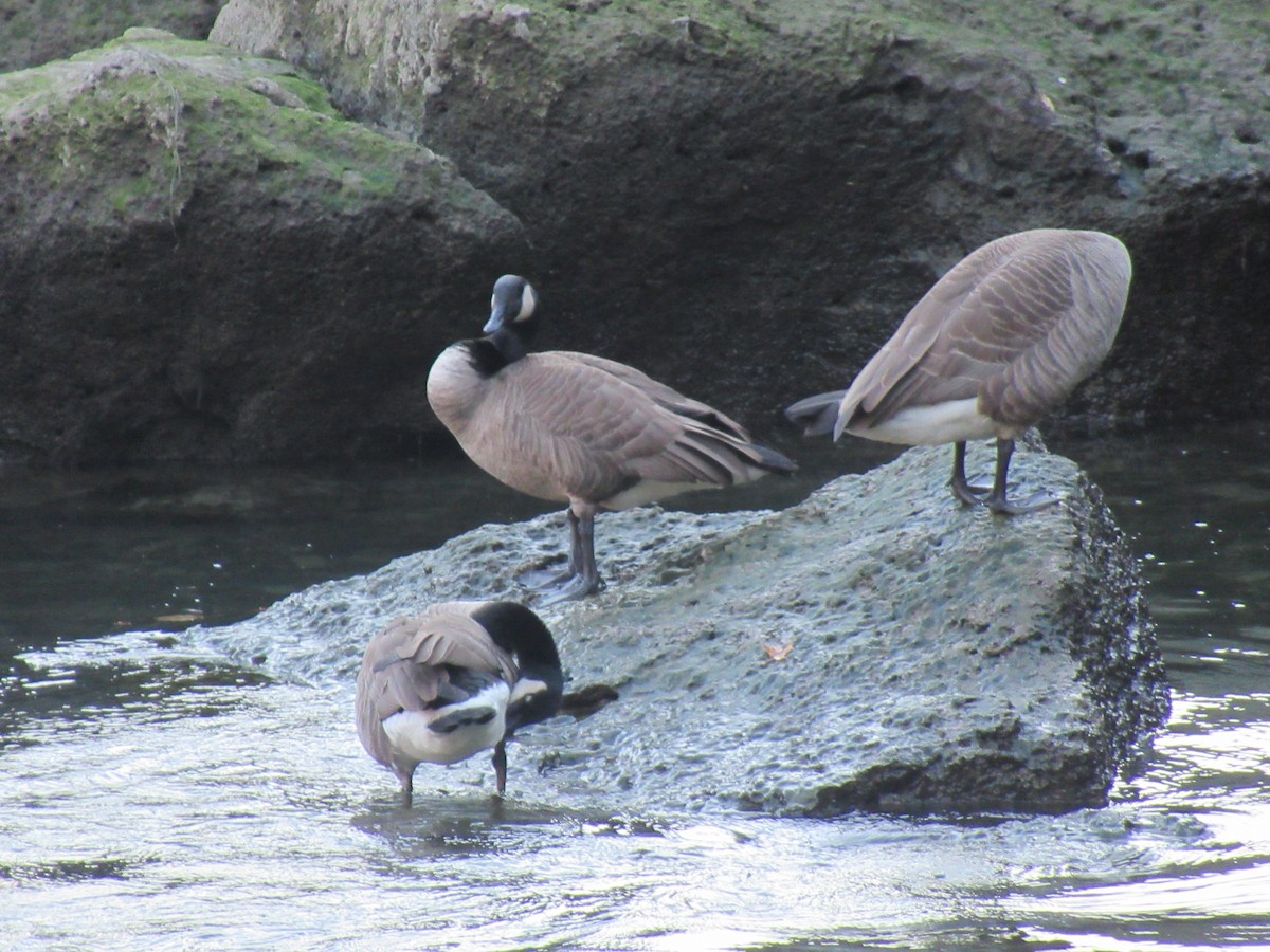 Canada Goose - ML386123151