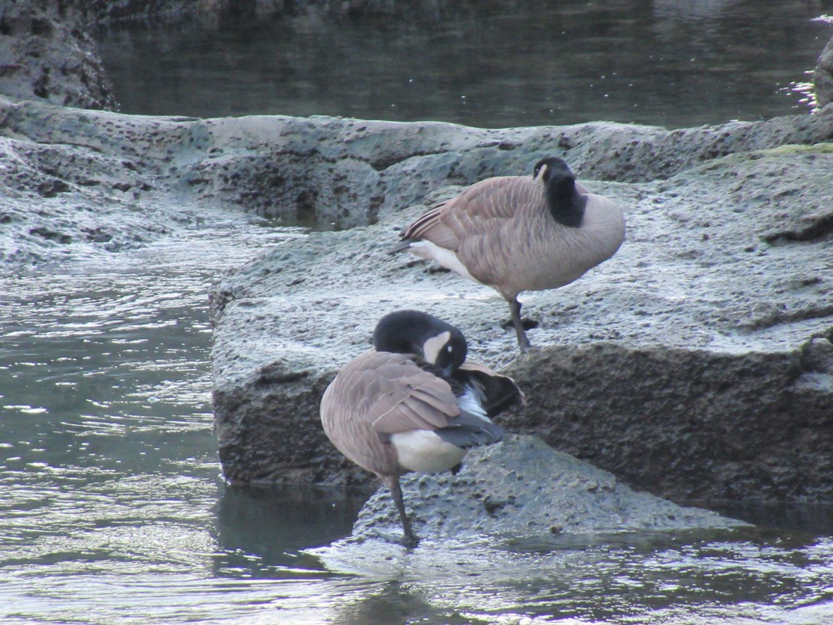 Canada Goose - ML386123161