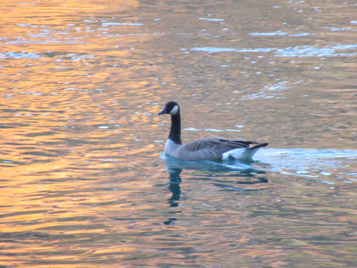 Canada Goose - ML386123171