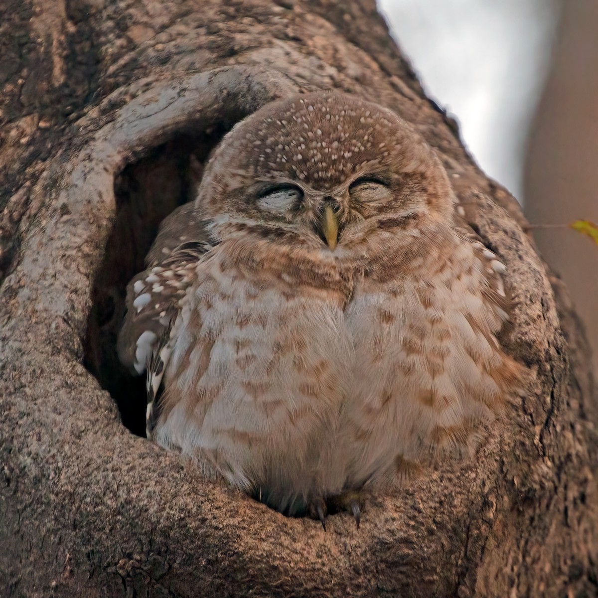 Spotted Owlet - ML386123991