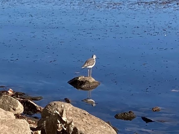 Greater Yellowlegs - ML386126051