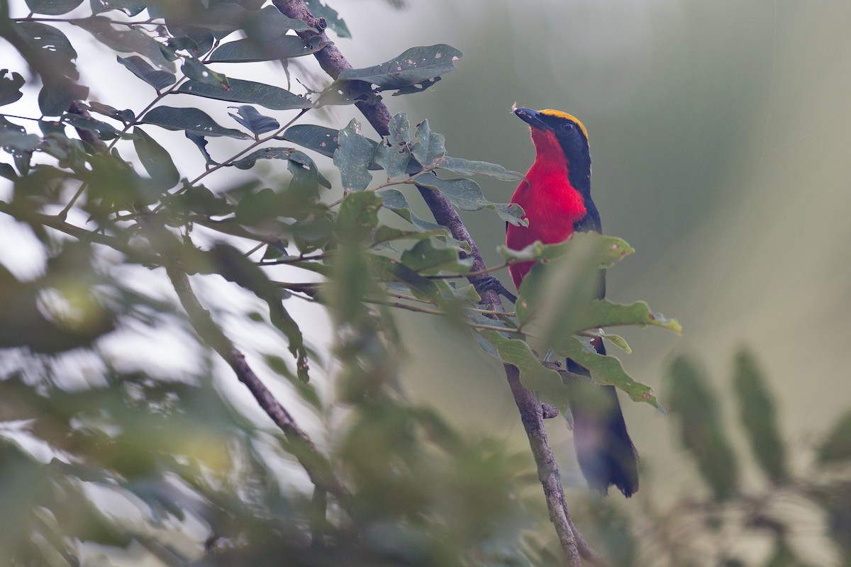 Yellow-crowned Gonolek - Chris Wood