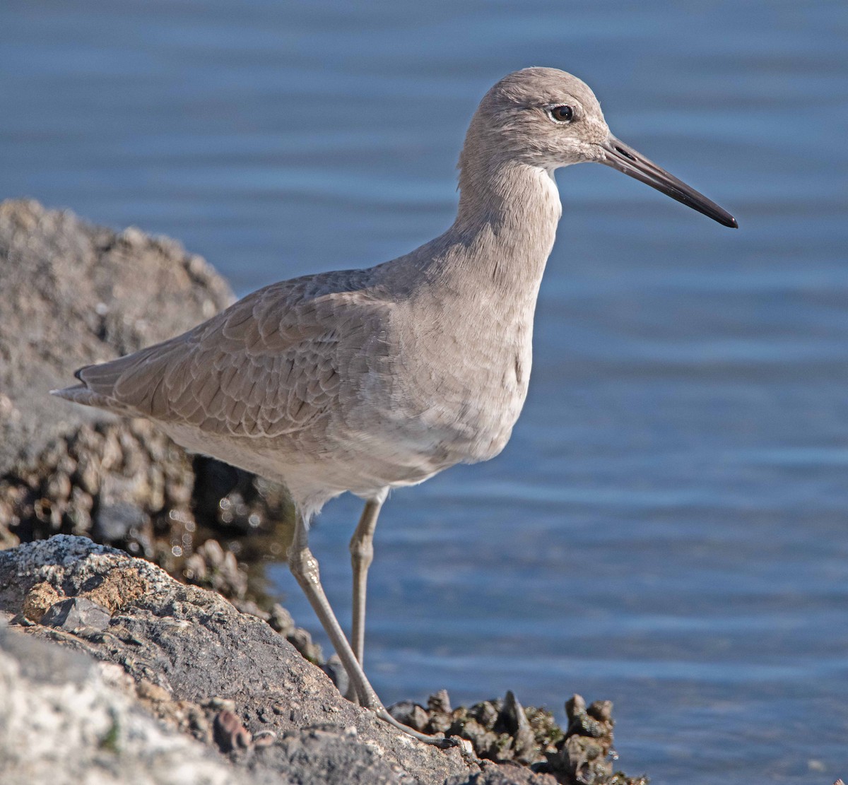 Willet - Margaret & Fred Parkes