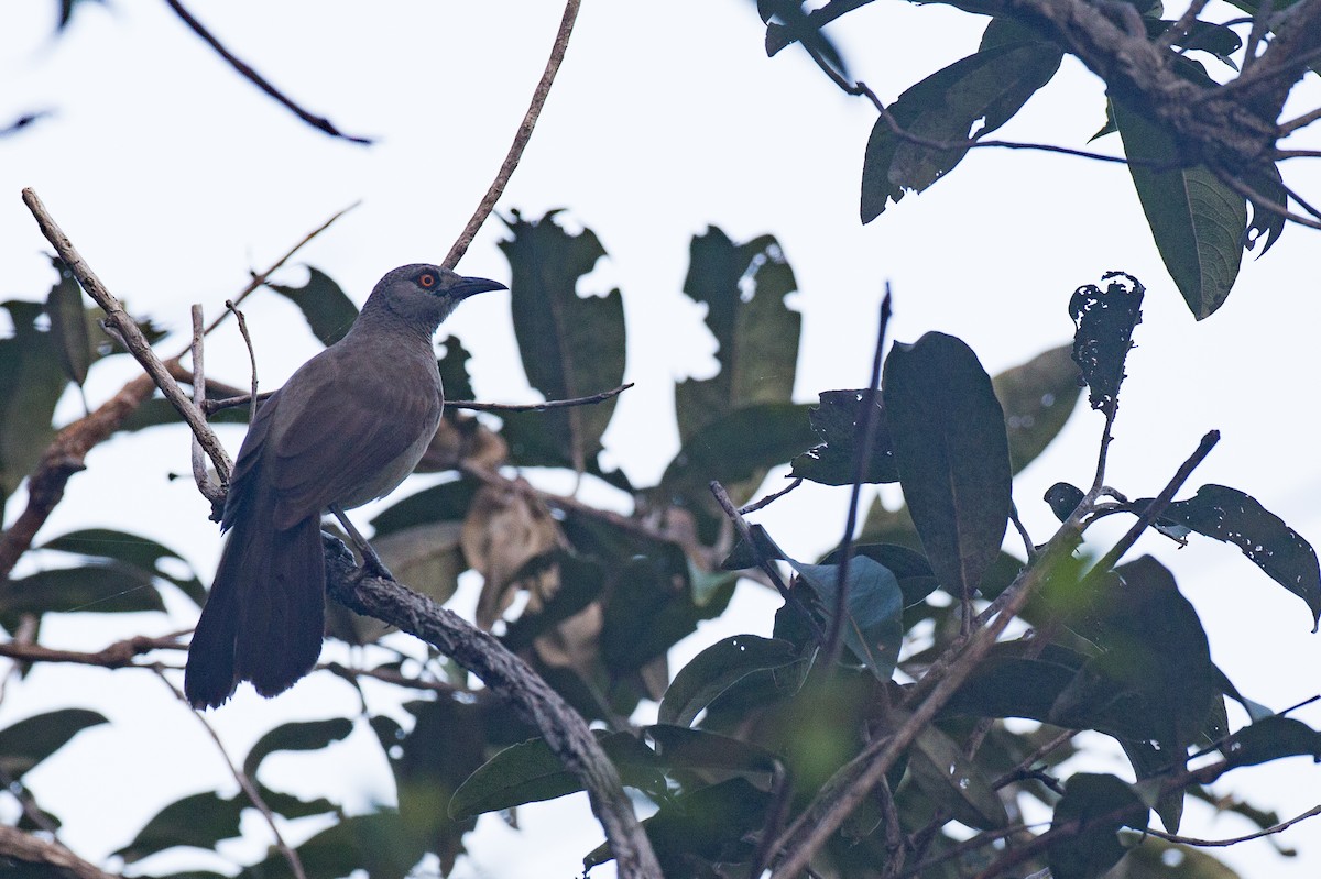 Brown Babbler - ML38612741