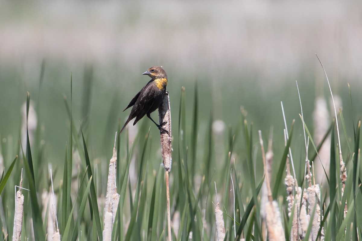 Yellow-headed Blackbird - ML386127881