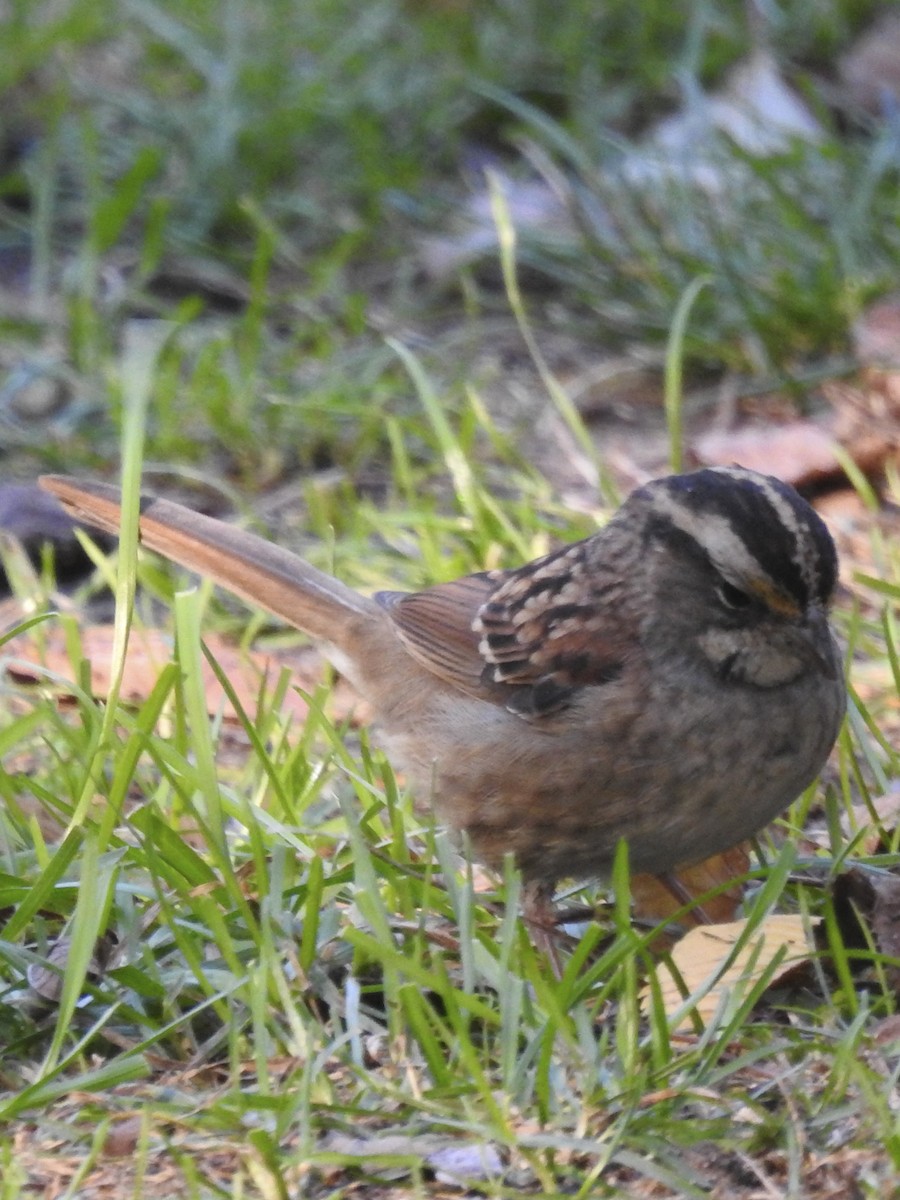 White-throated Sparrow - ML386129081
