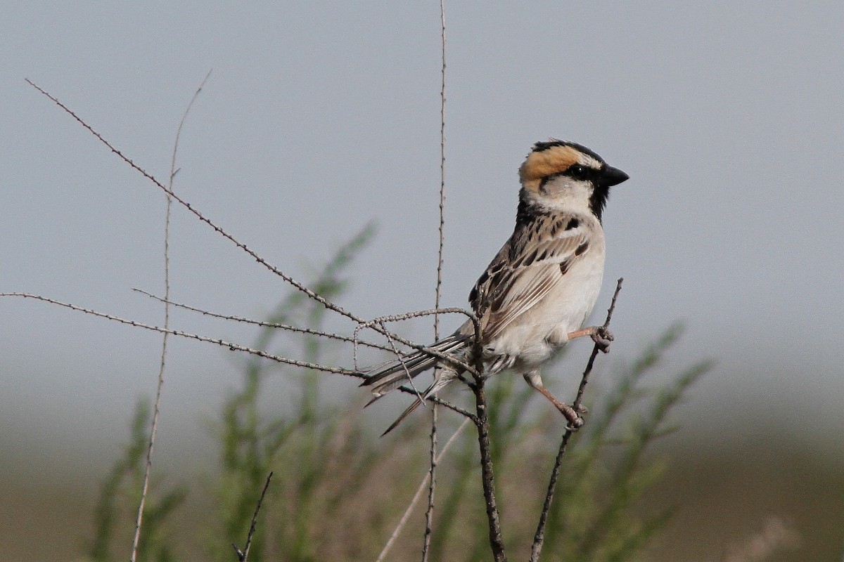 Saxaul Sparrow - ML38613001