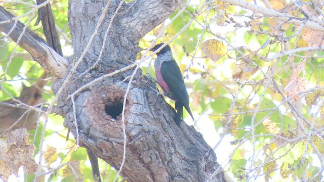 Lewis's Woodpecker - ML386130451