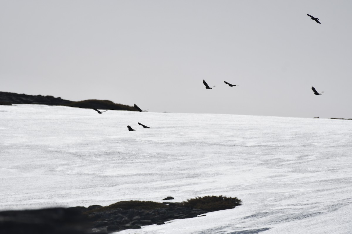 Red-billed Chough - ML386131371