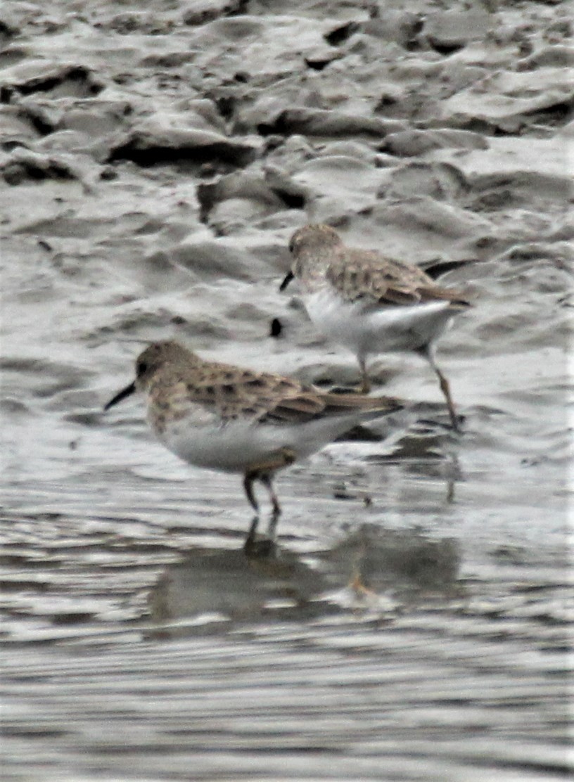 Least Sandpiper - ML386131751