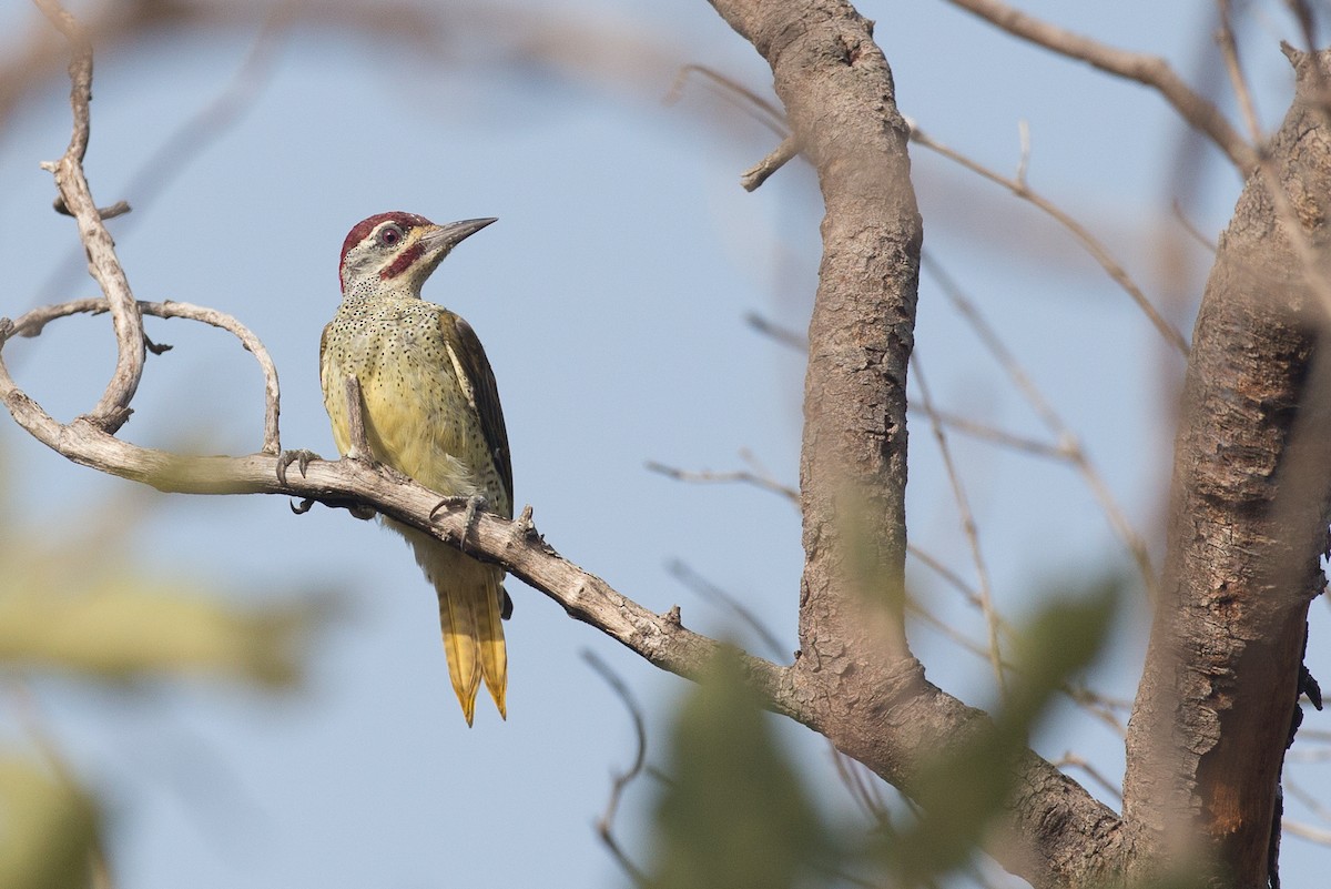 Fine-spotted Woodpecker - ML38613291