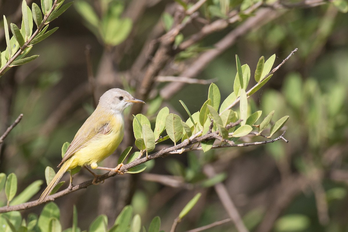 Senegal Eremomela - Chris Wood