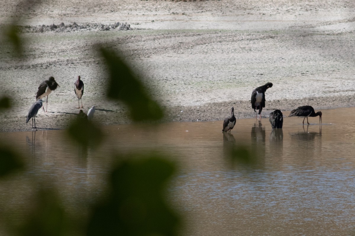 Black Stork - ML386135101