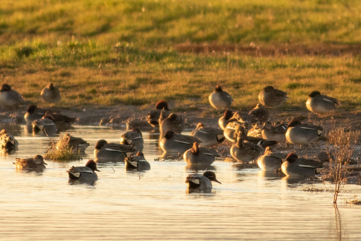 Green-winged Teal - ML386135201