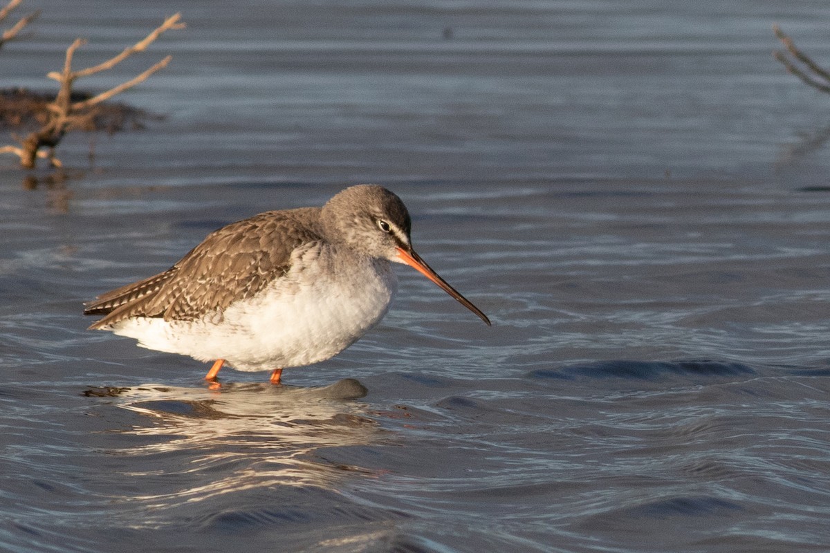 Spotted Redshank - ML386135611