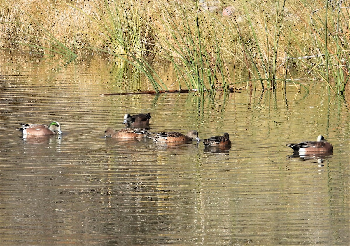 American Wigeon - ML386135701