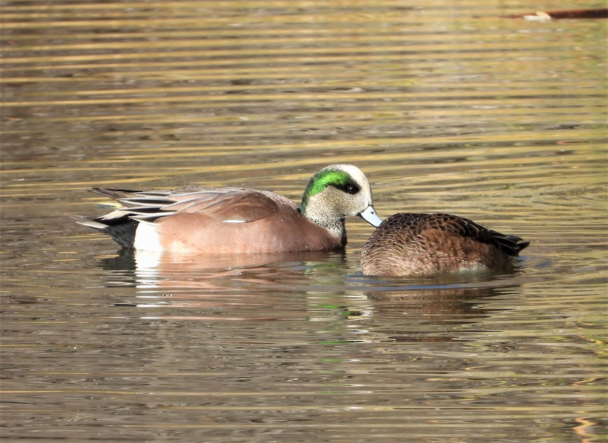 American Wigeon - ML386135801