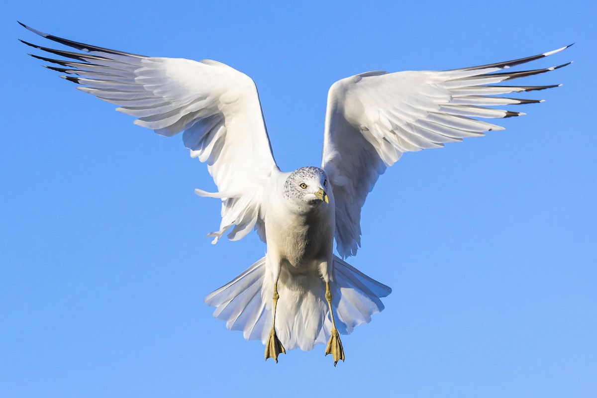 Ring-billed Gull - ML386136421