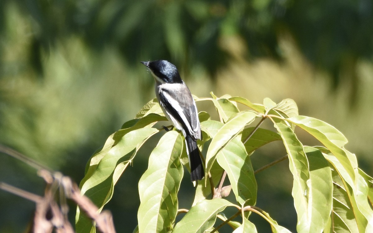 Bar-winged Flycatcher-shrike - ML386136811