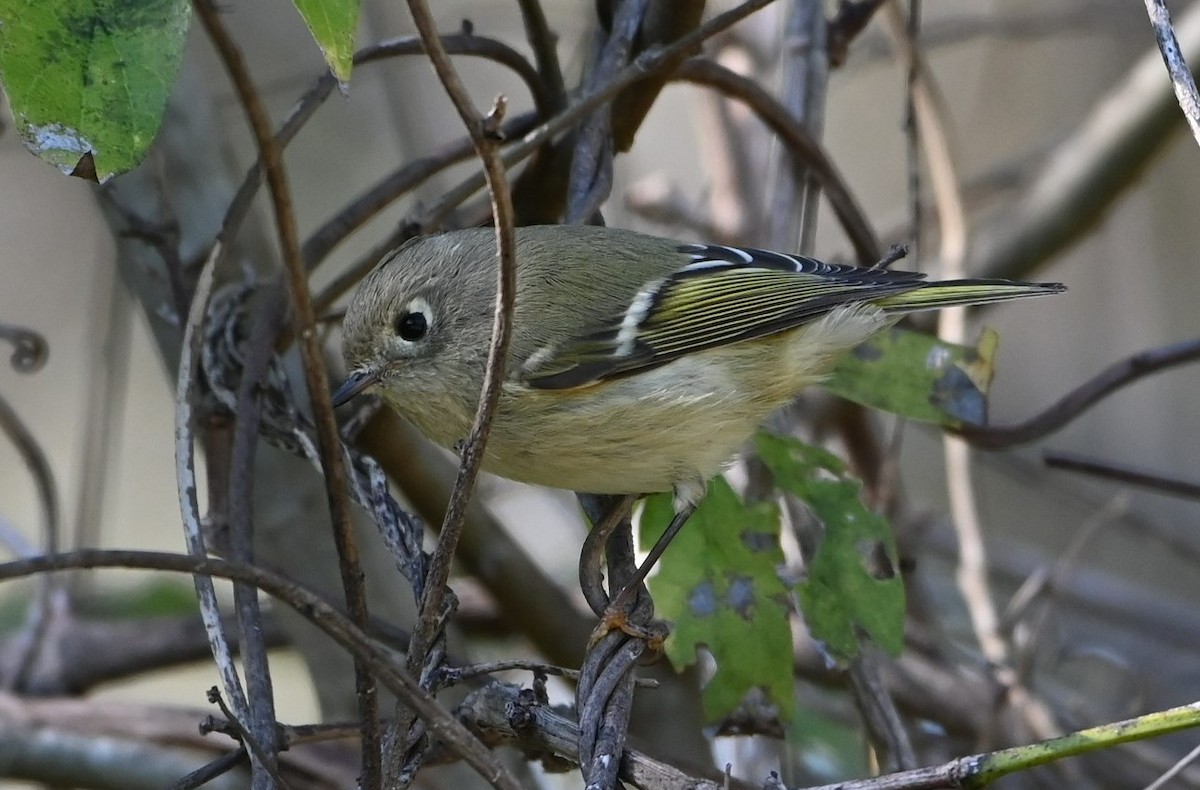 Ruby-crowned Kinglet - ML386137211