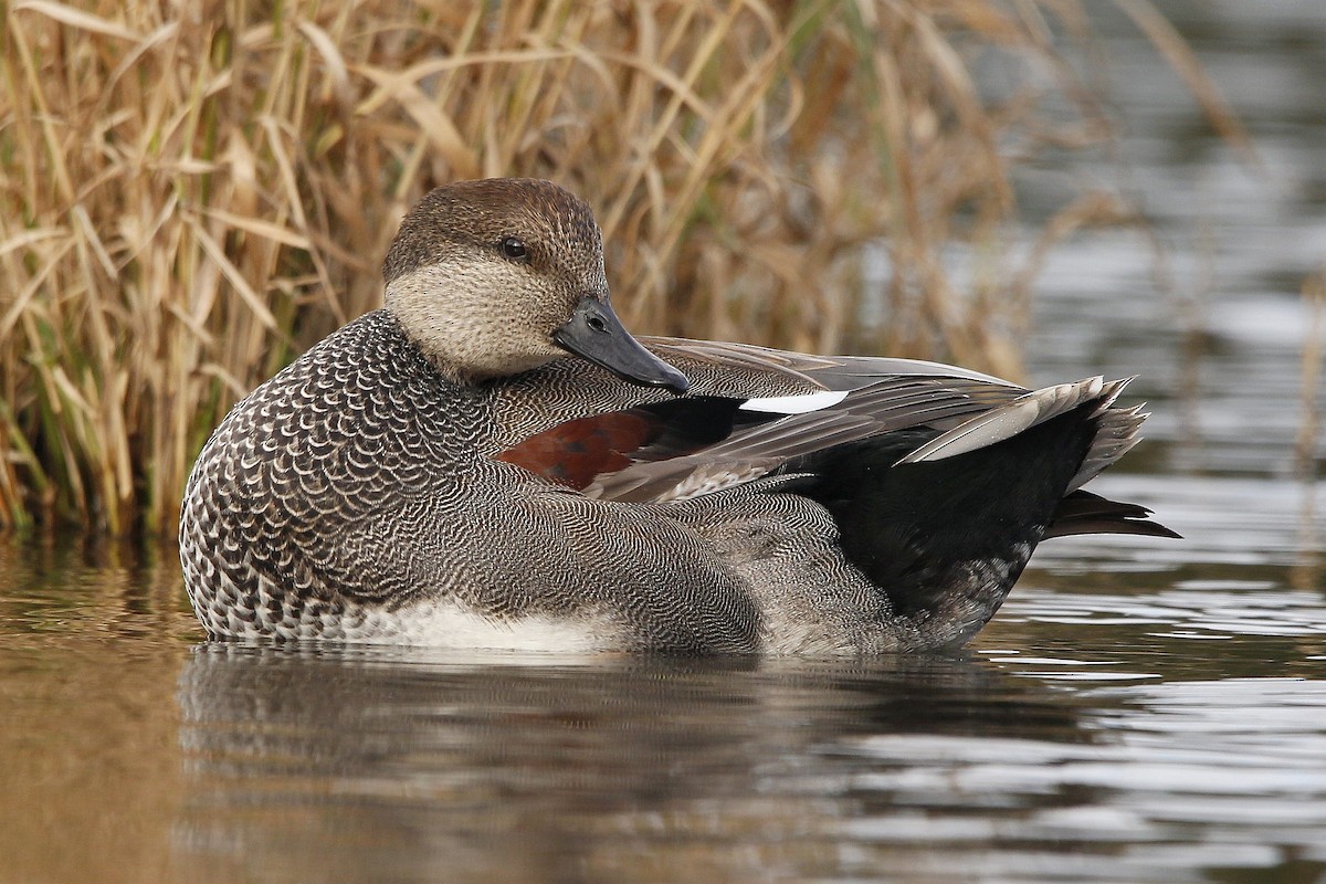 Gadwall - Charles Fitzpatrick